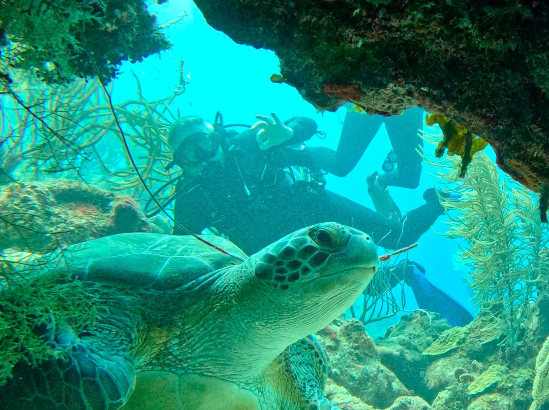 Central Dive Curacao-威廉斯塔德必去景点