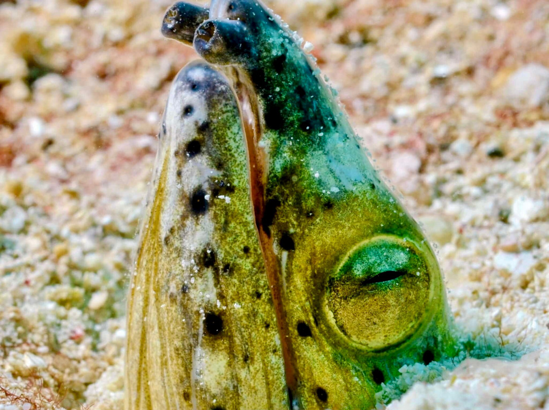 Coco Grove Dive Shop Siquijor Island-圣胡安必去景点
