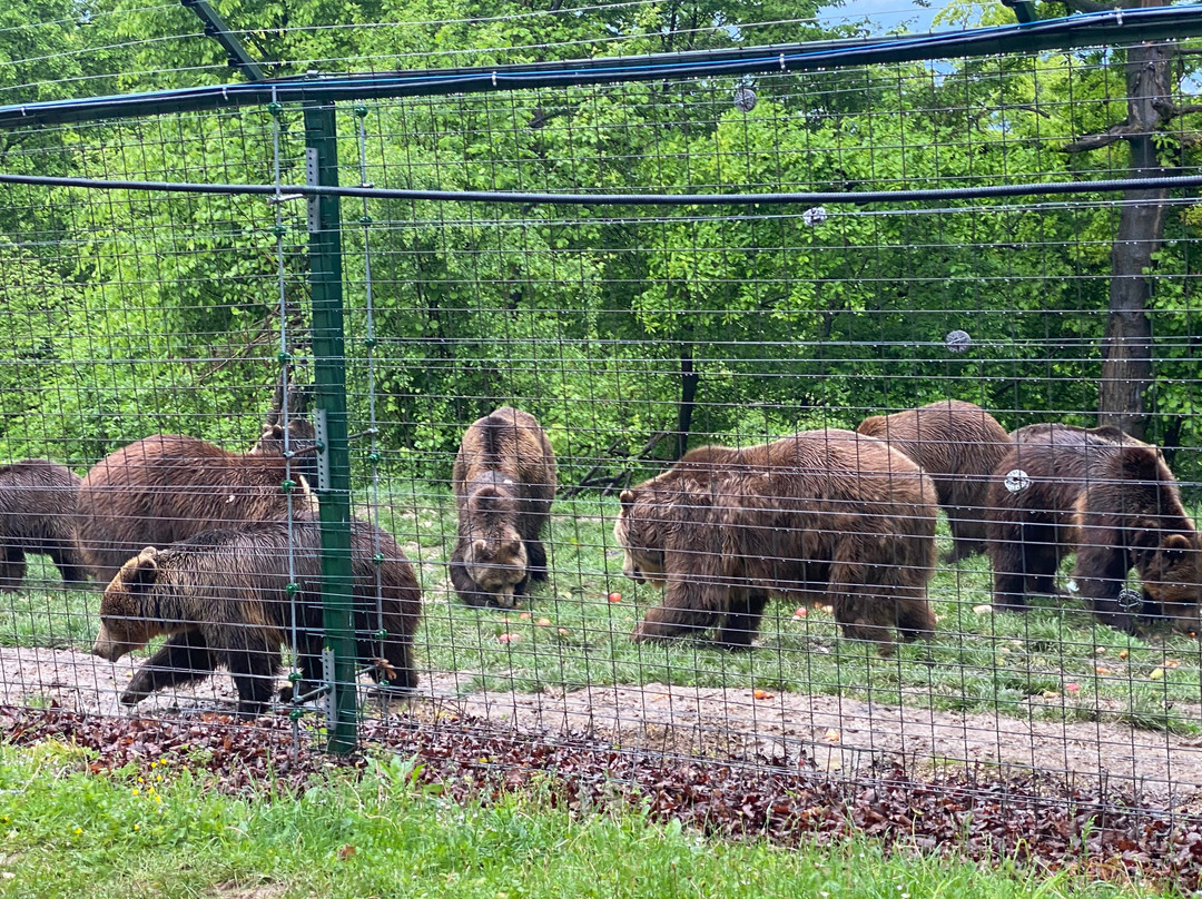 Libearty Bear Sanctuary Zarnesti-Zarnesti必去景点