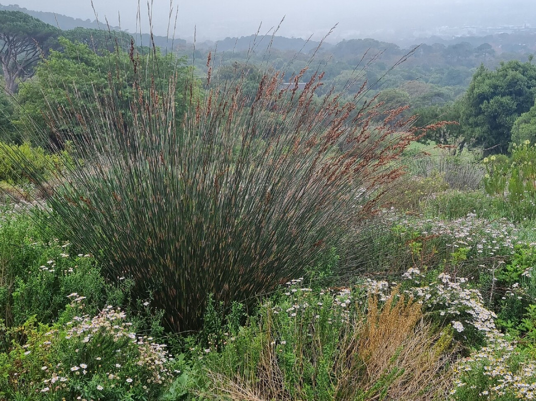 康斯坦博西国家植物园-Newlands必去景点