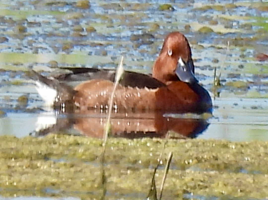 Greece Bird Tours-Marathon必去景点