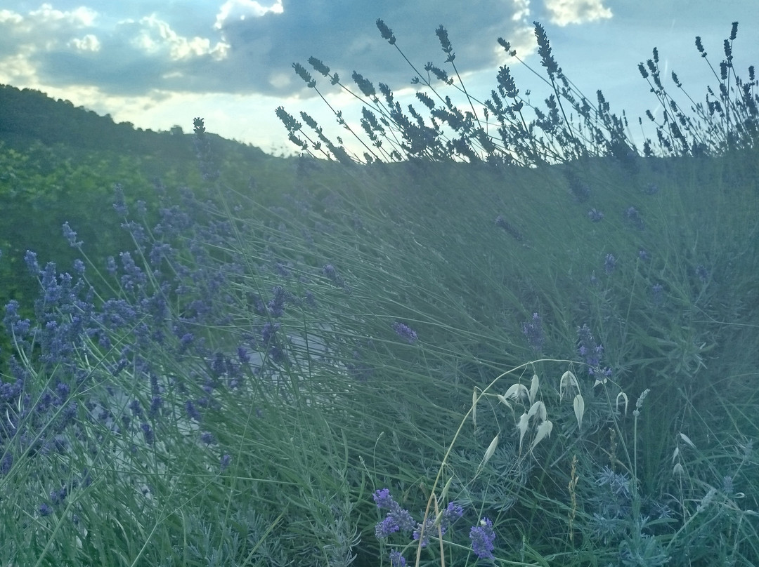 Costa di Bussia - Tenuta Arnulfo-蒙福特-达尔巴必去景点
