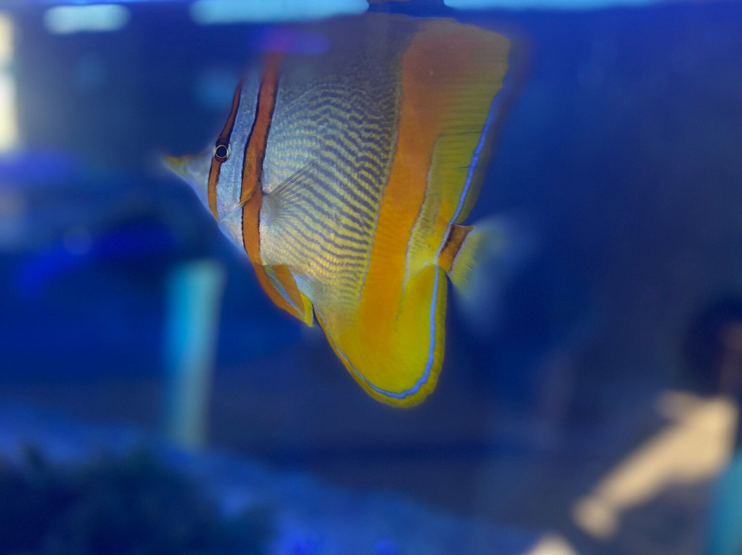 Ocean Park Aquarium-德纳姆必去景点