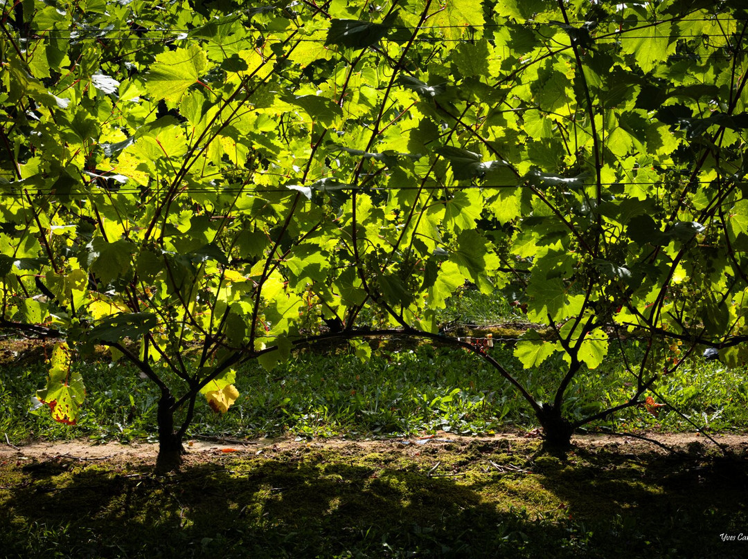Vignoble Côte De Vaudreuil-沃德勒伊多里翁必去景点
