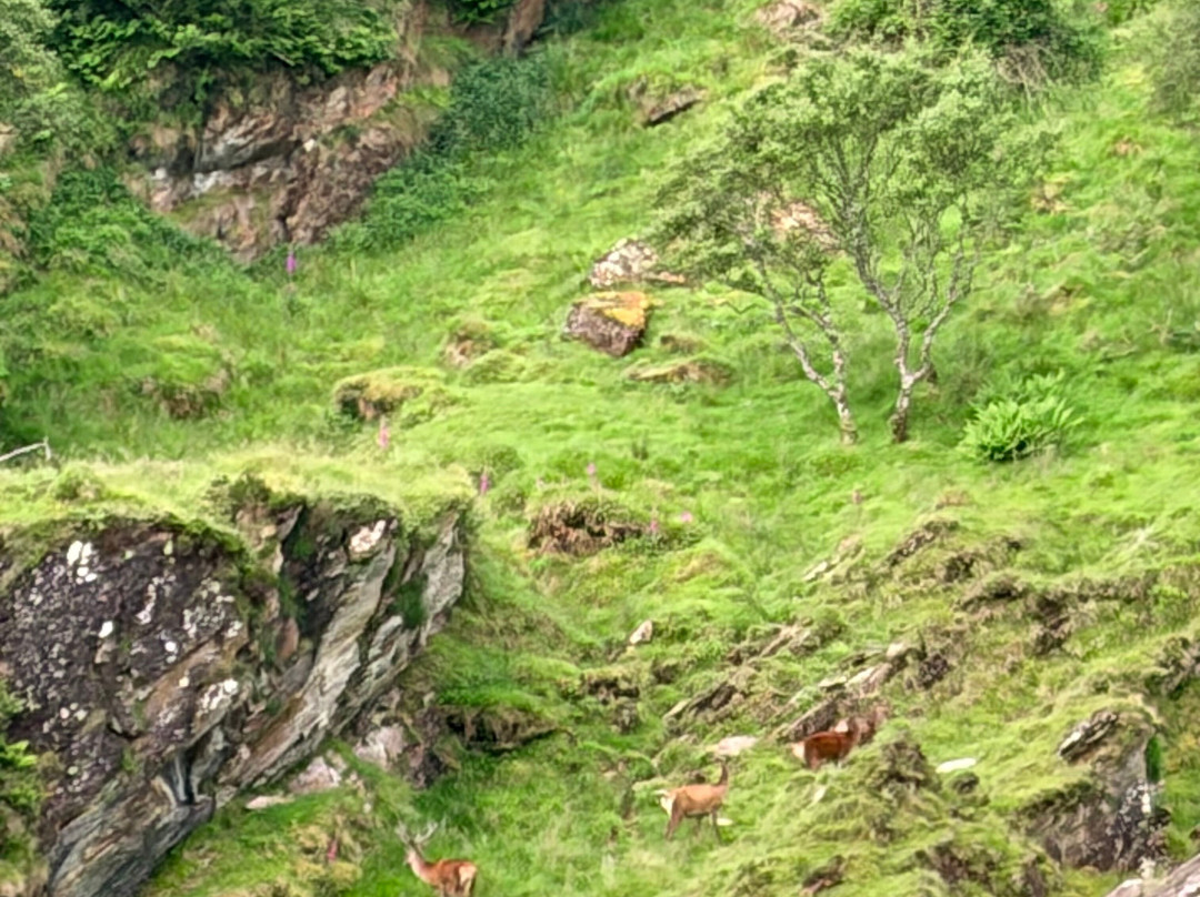 Seafari Adventures (Oban)-Ellenabeich必去景点
