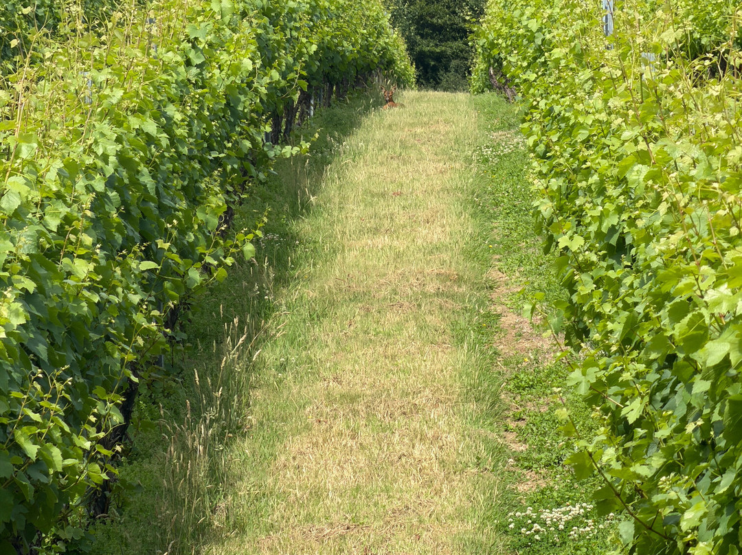 English Oak Vineyard-Lytchett Matravers必去景点