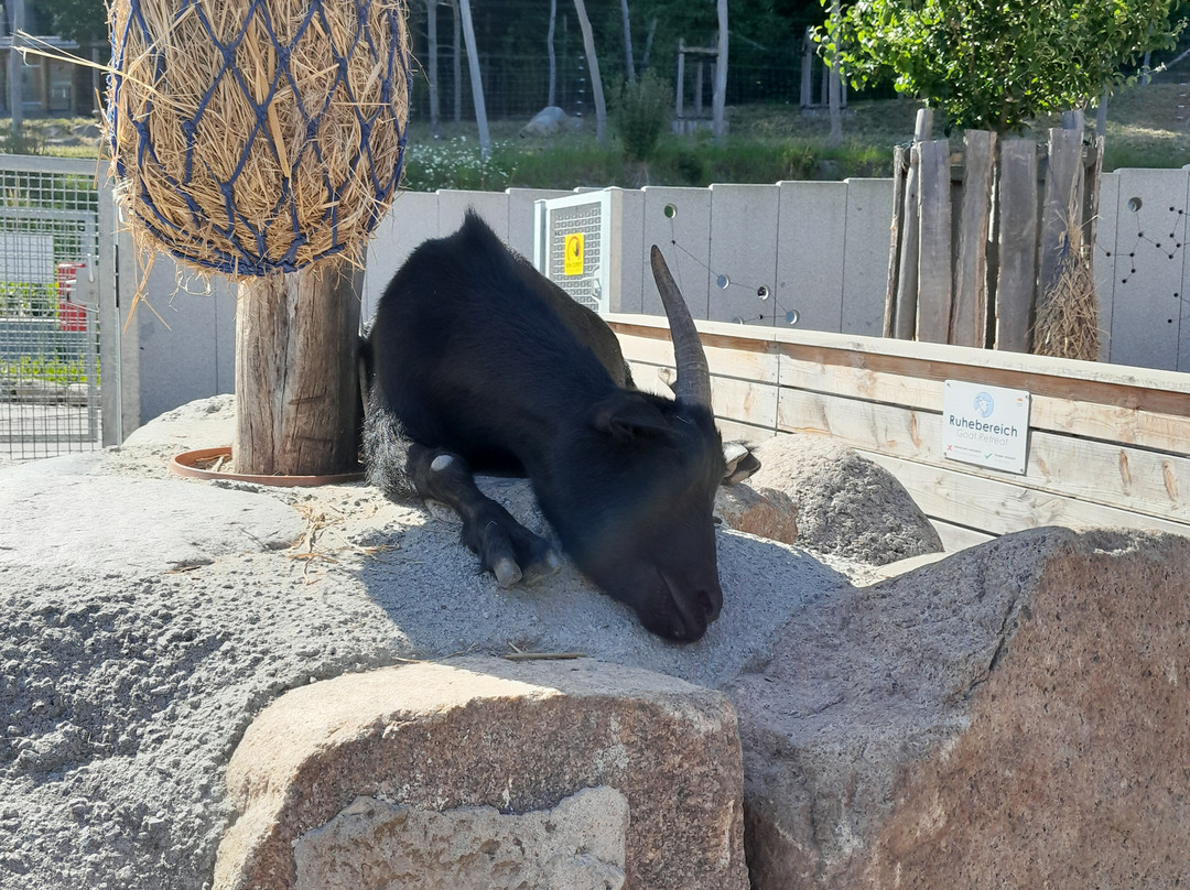 Tierpark Sassnitz-萨斯尼茨必去景点