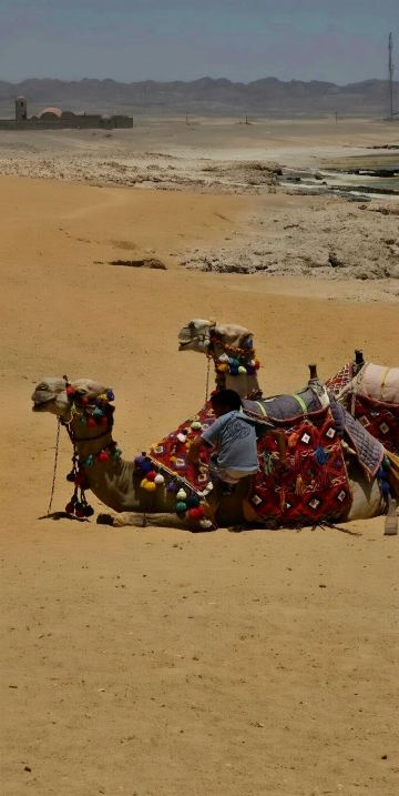 Lazuli Hotel Marsa Alam-旅行者