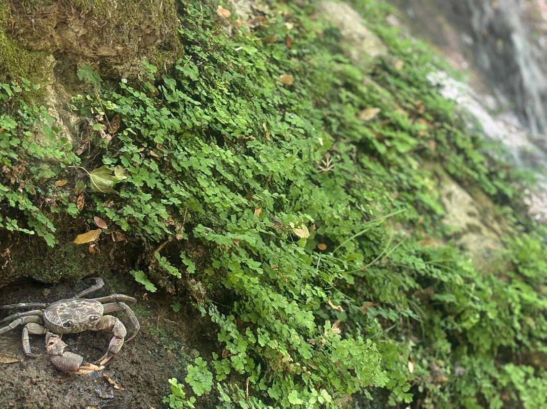 Valley of the Butterflies-Petaloudes必去景点