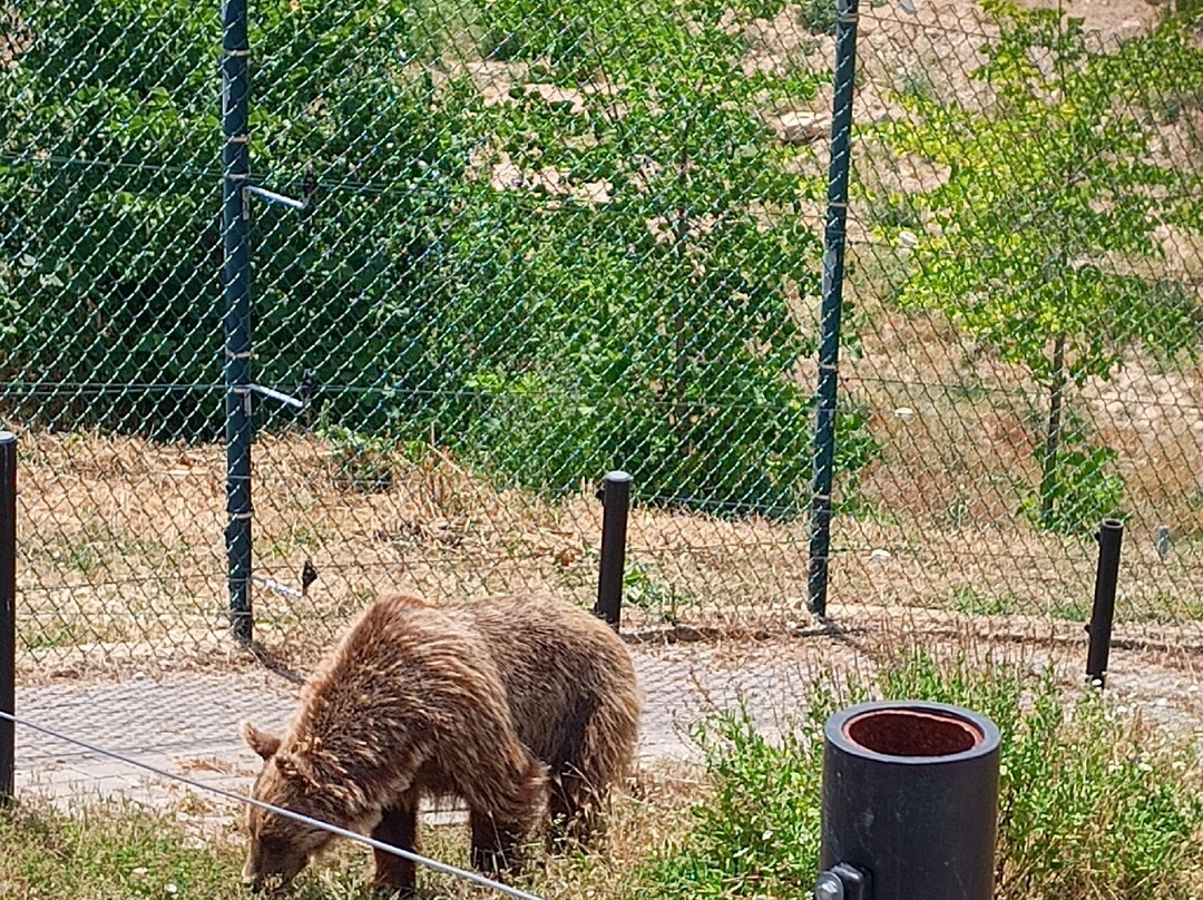 BEAR SANCTUARY Prishtina-普里什蒂纳必去景点