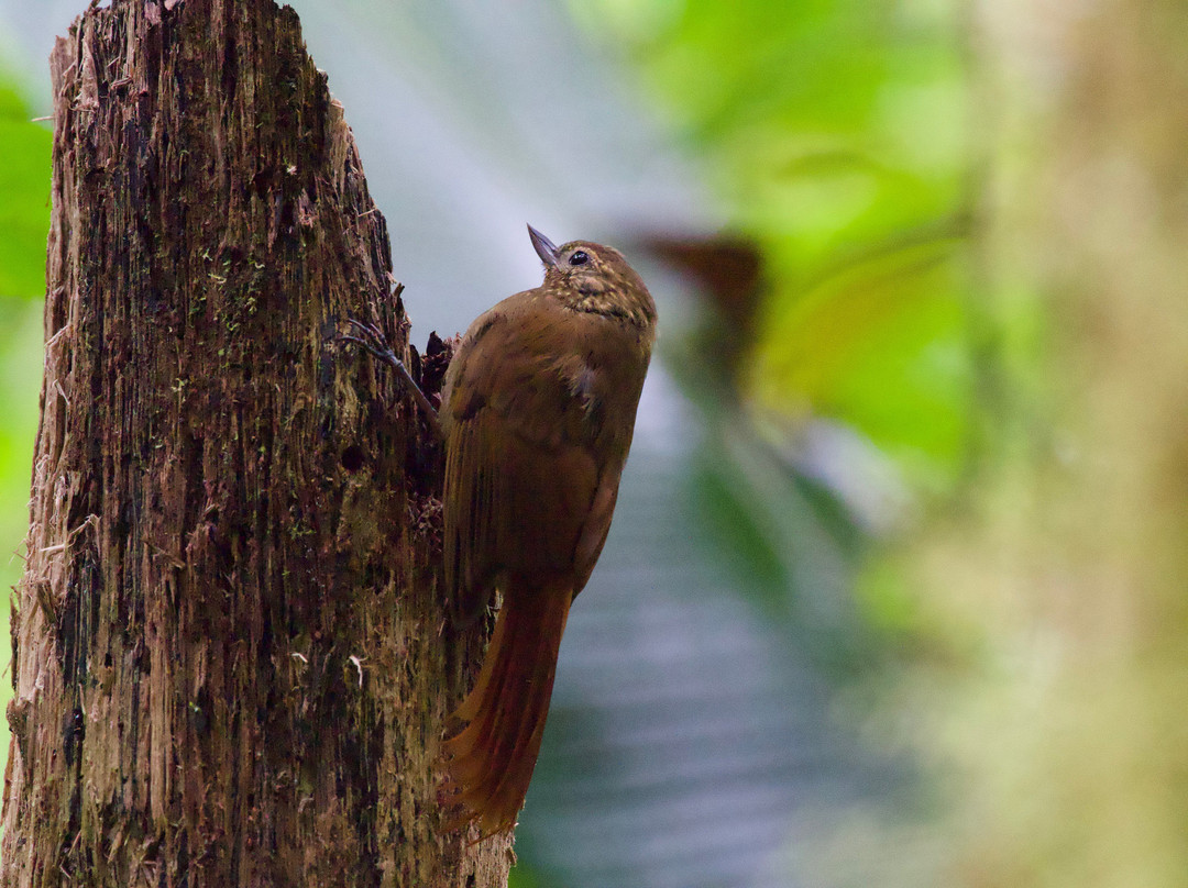 Costa Rica Focus-圣何塞必去景点