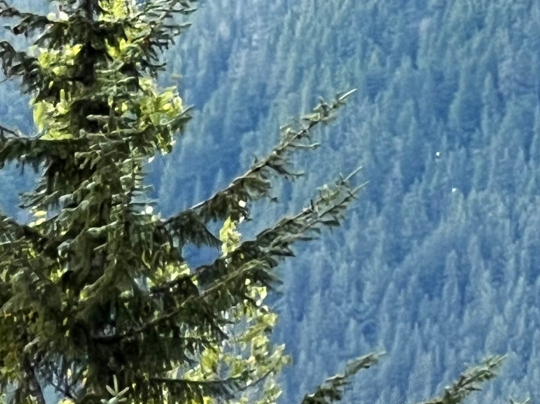 Tongass National Forest-凯奇坎必去景点