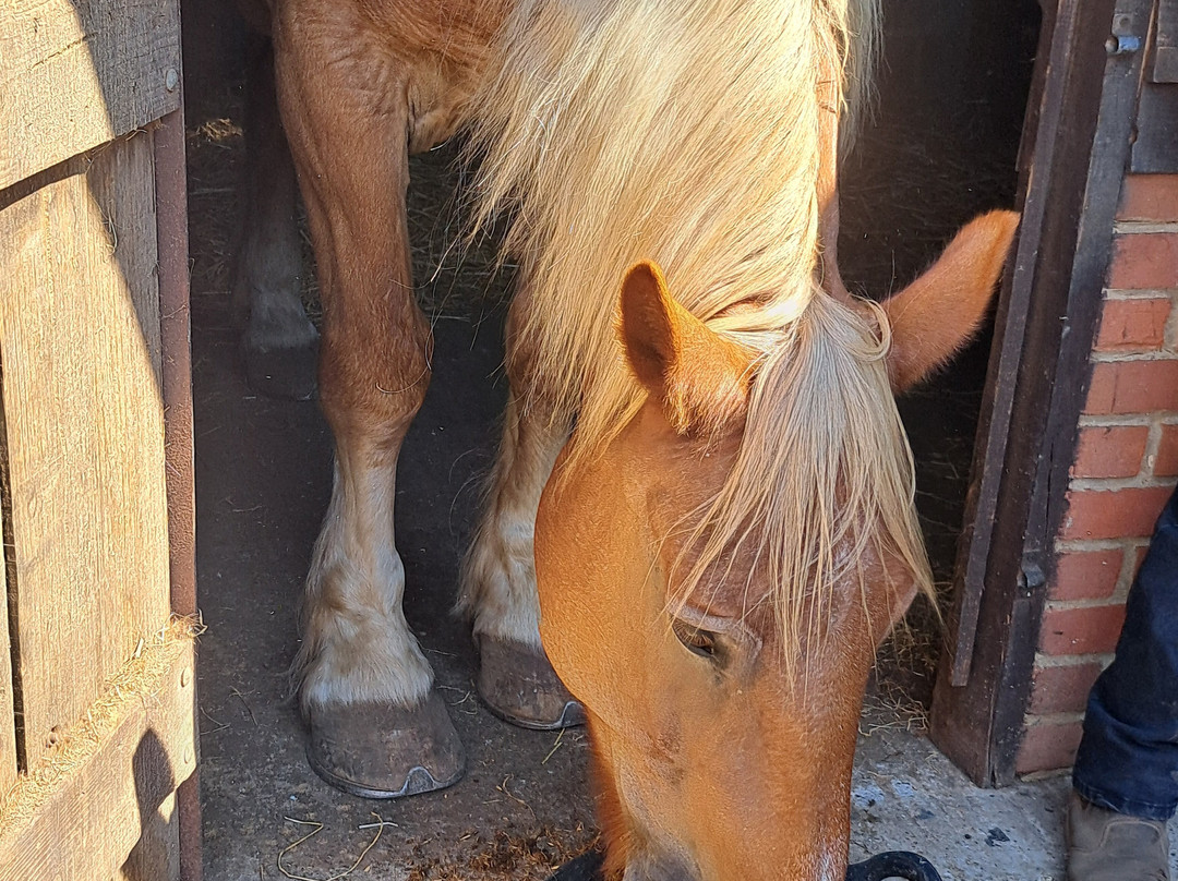 Dorset Heavy Horse Farm Park-Verwood必去景点