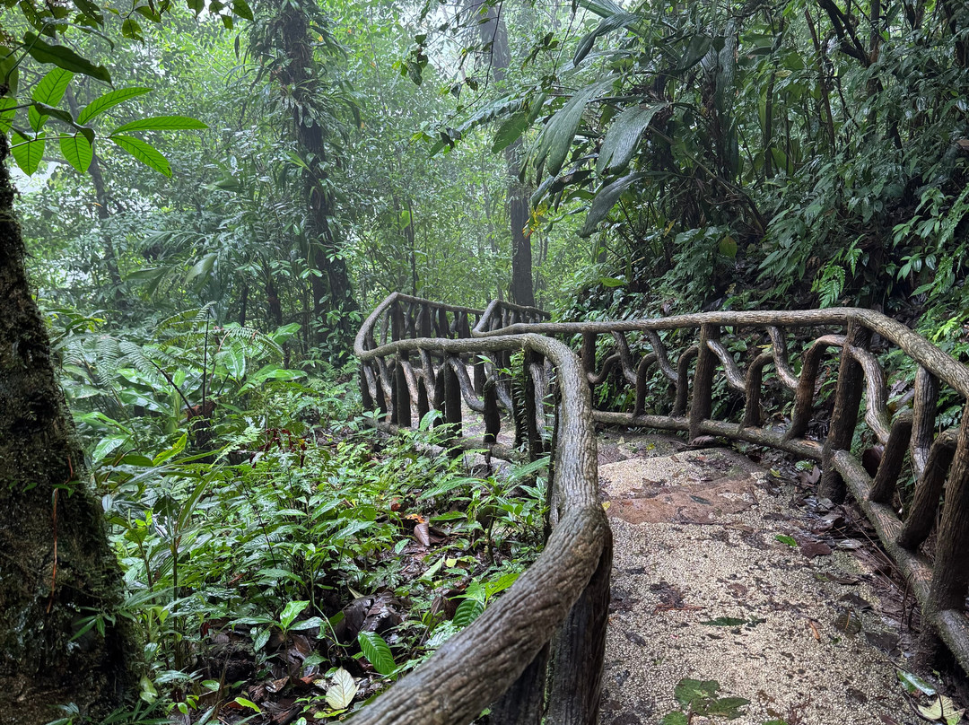 Bijagua Rainforest - Tours-Bijagua de Upala必去景点
