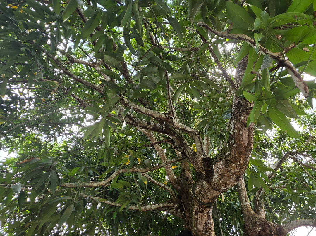 Touring Guyana-乔治城必去景点