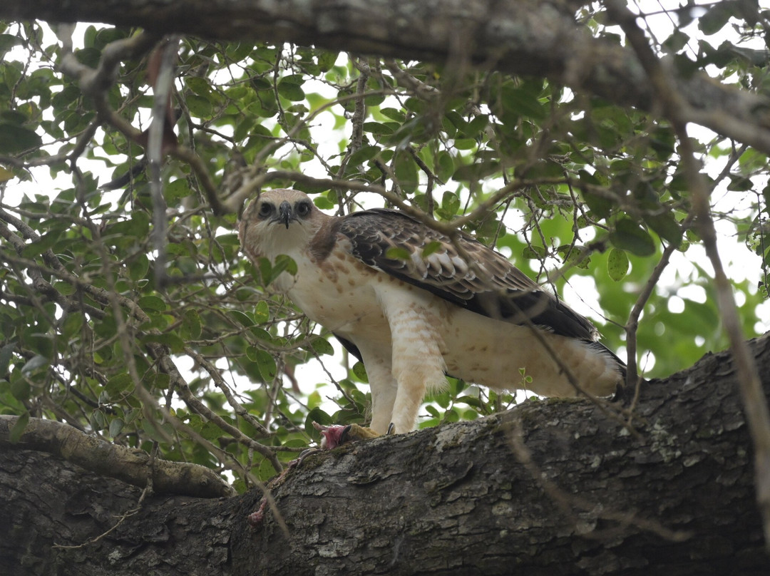Wilpattu Safari Jeep-Wilpattu National Park必去景点