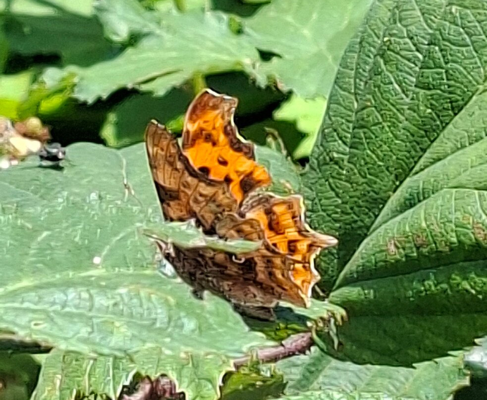 Foulshaw Moss Nature Reserve-肯德尔必去景点