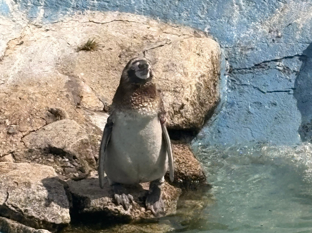 Newquay Zoo-纽奎必去景点