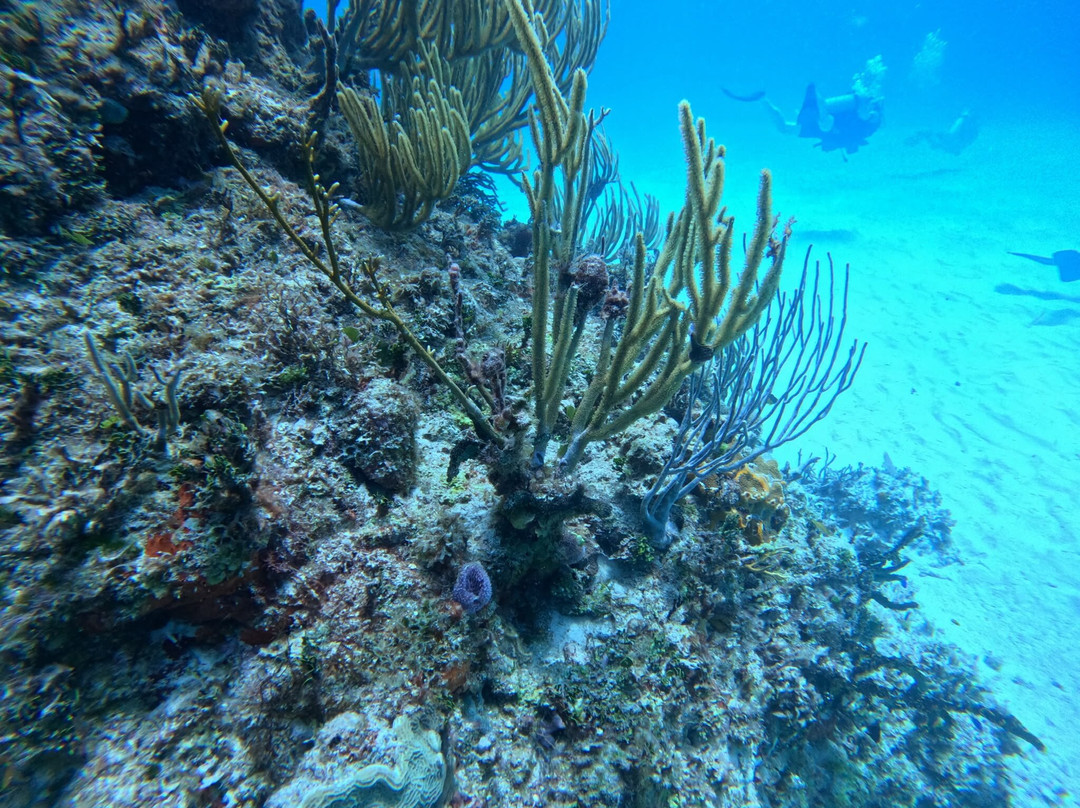 The Reef Marina-普拉亚德尔卡曼必去景点