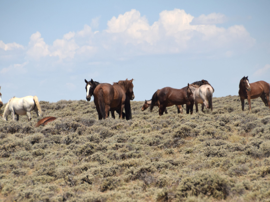 Pilot Butte Wild Horse Scenic Loop-Rock Springs必去景点