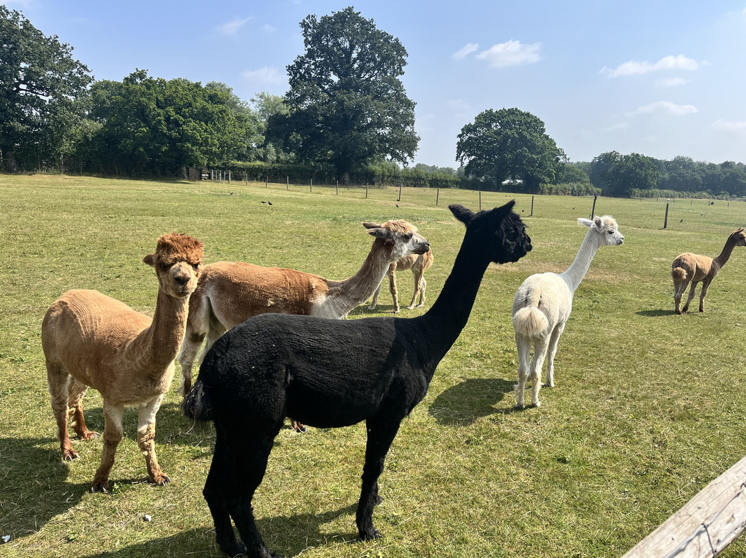 White Peak Alpaca Farm-Mobberley必去景点