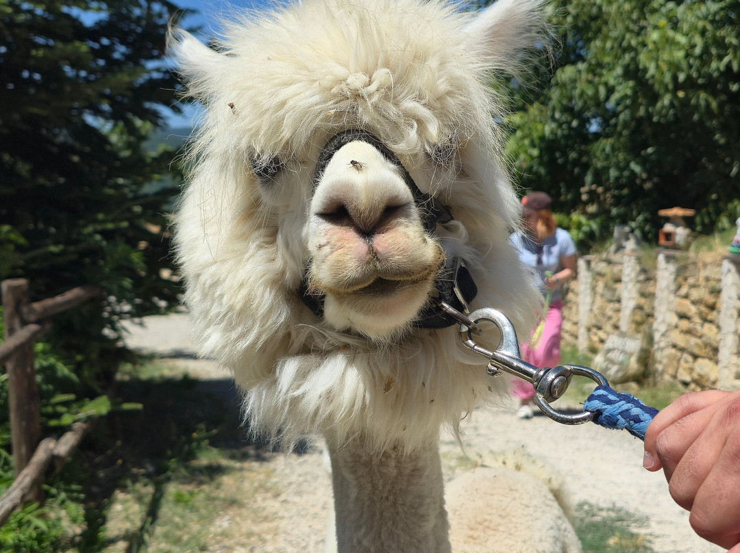 Basilicata Alpaca-Acerenza必去景点