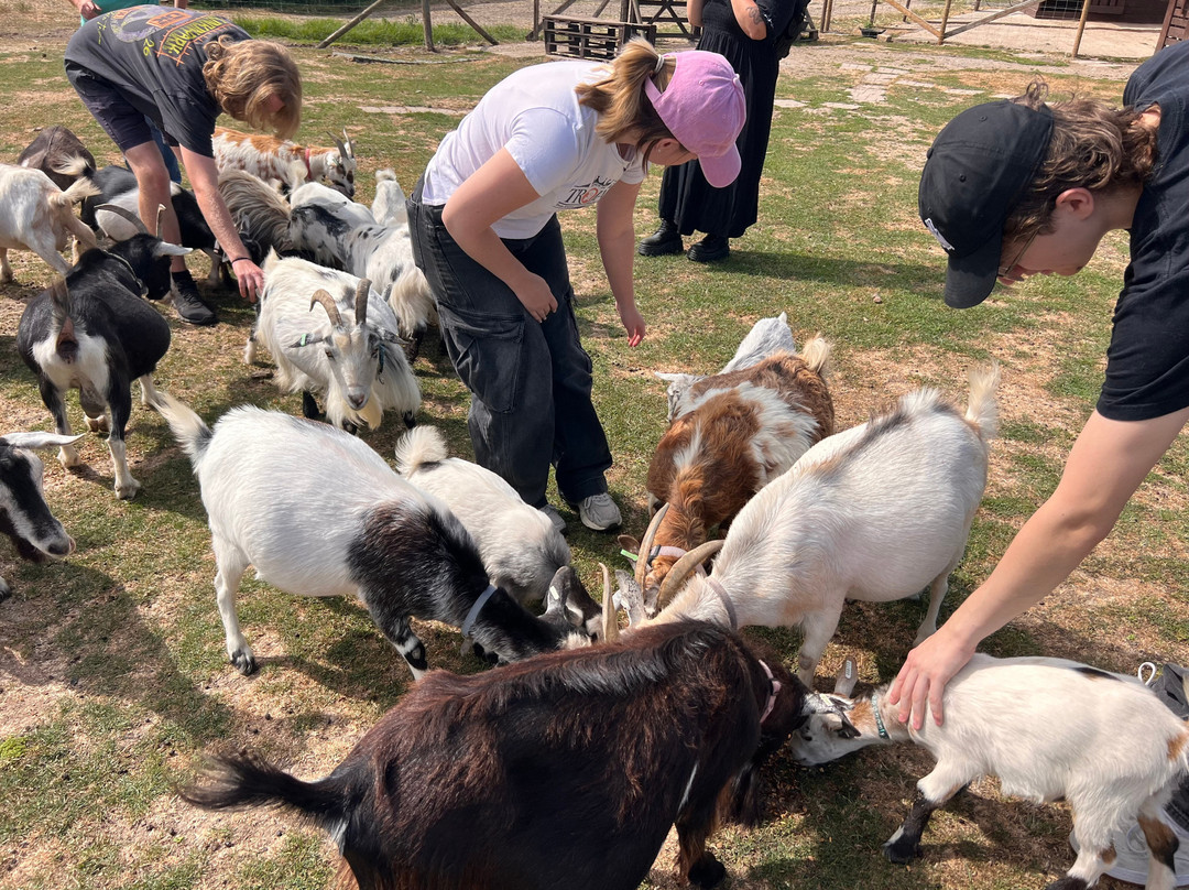 Blackwater Alpacas & Pygmy Goats-布伦特里必去景点