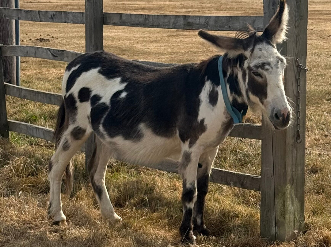 The Donkey Sanctuary-西德茅斯必去景点