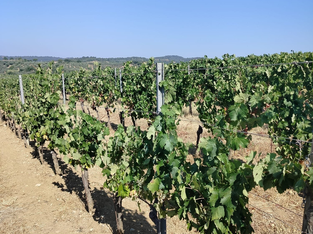 Terenzi Winery-Scansano必去景点