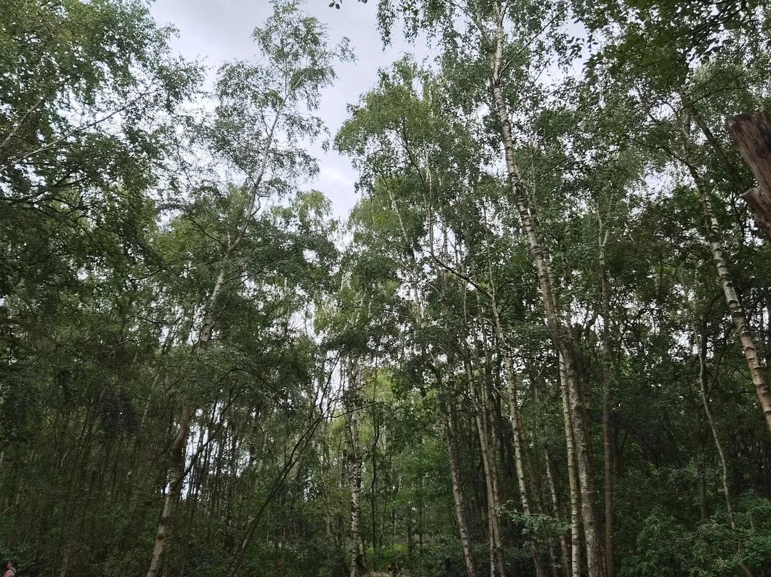Trentham Monkey Forest-特伦特河畔斯托克必去景点