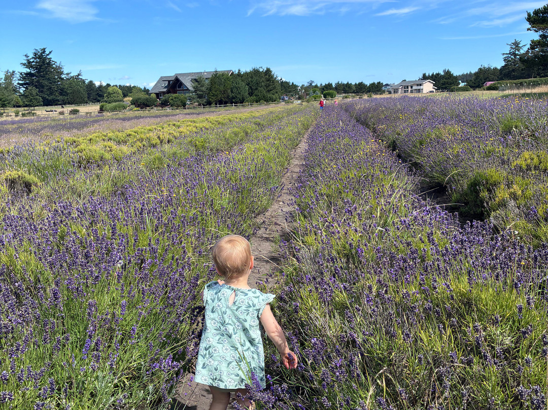 Western Sun Lavender Farm