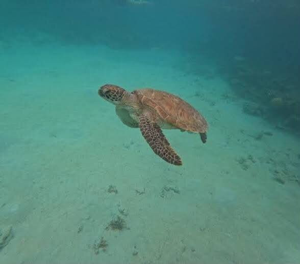 Nautilus Adventure Tours-纳迪市必去景点