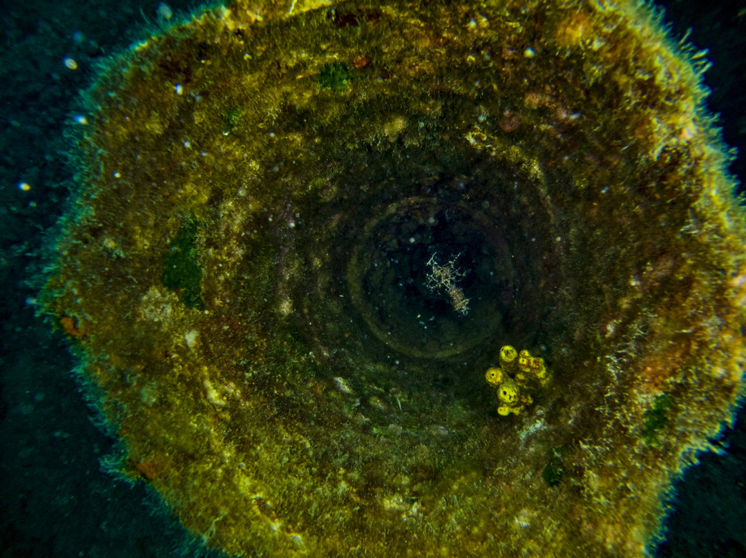 Diving Center Mihuric-塞尔赛必去景点