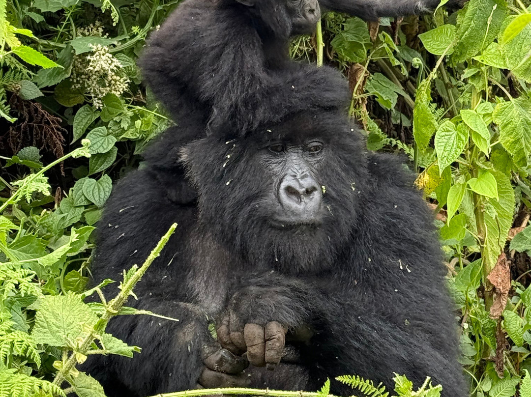 Go Gorilla Trekking-吉佳利必去景点