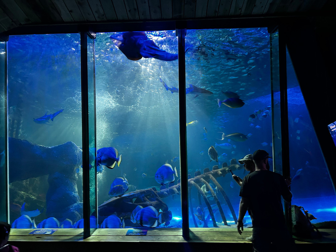 SEA LIFE Hunstanton-Hunstanton必去景点