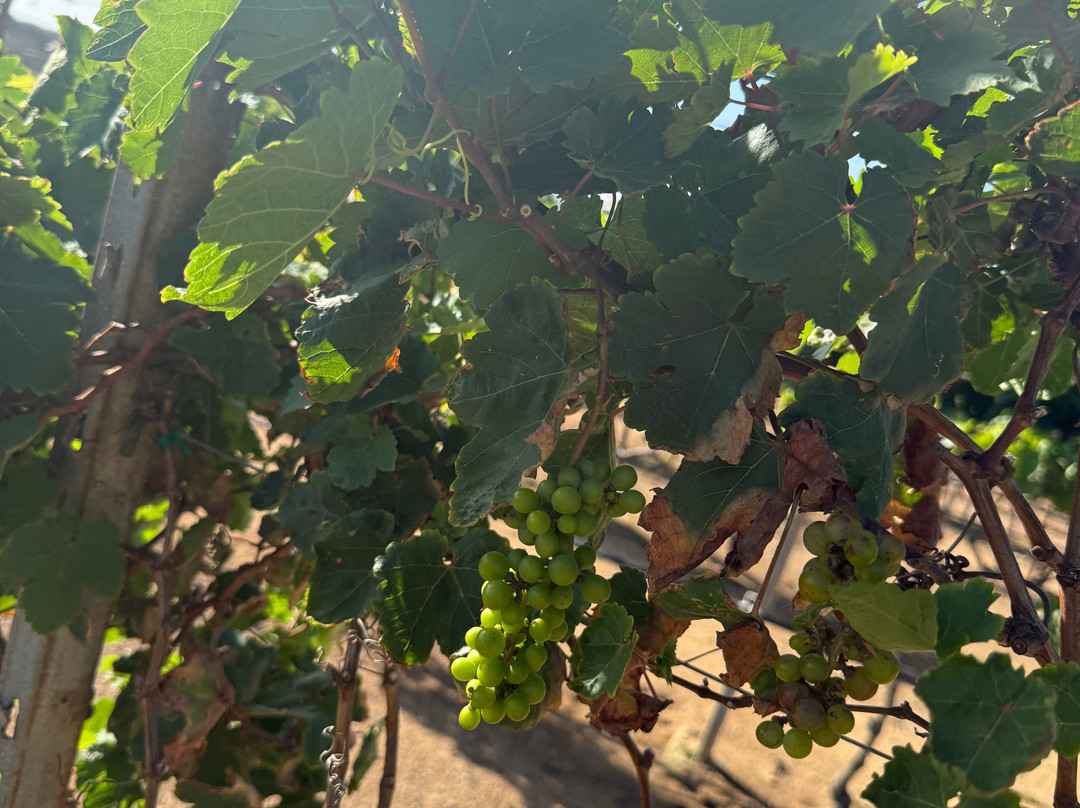 Alto Vista Winery-Noord必去景点