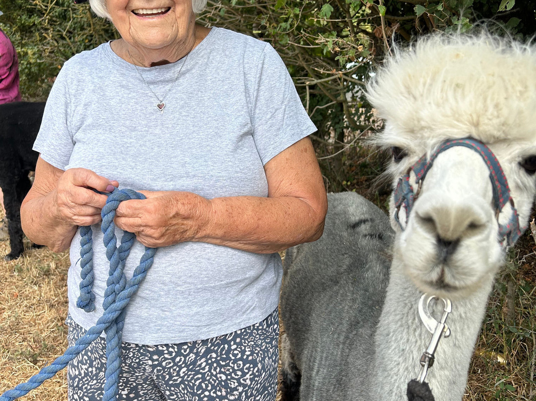Hilly Ridge Alpacas-Wattisham必去景点