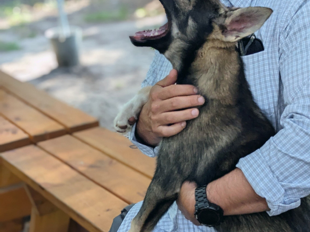 MIDOG - Michigan's Summer Sled Dog Center-Newberry必去景点