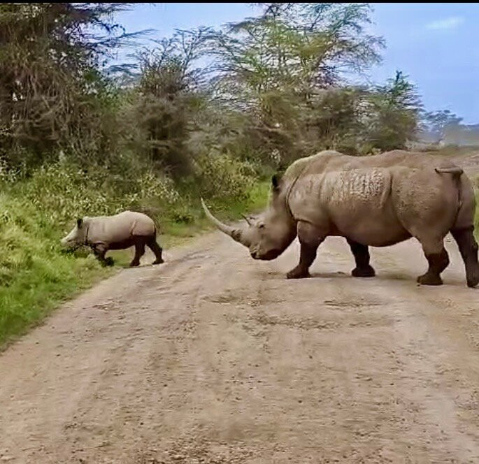 Perfect Safaris Africa-内罗毕必去景点