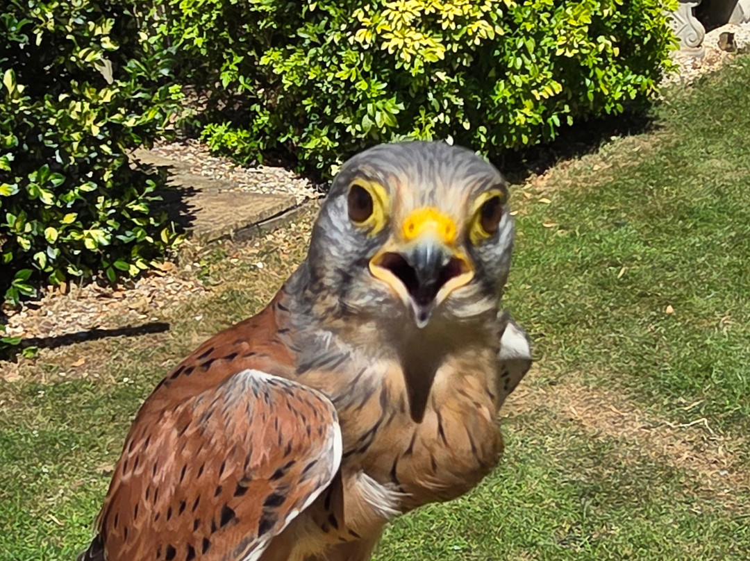The Falconry Centre-Hagley必去景点