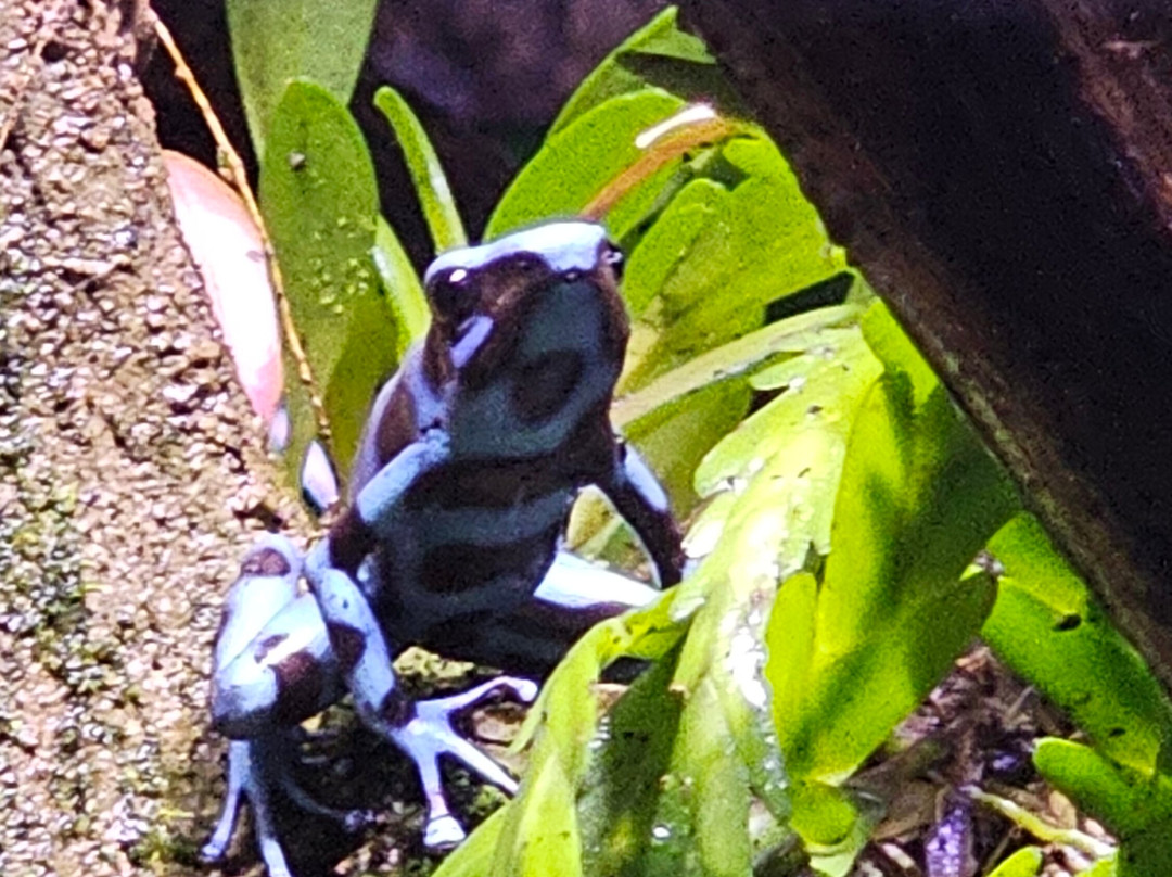 Neotropica, Postojna, Slovenia-波斯托伊纳必去景点