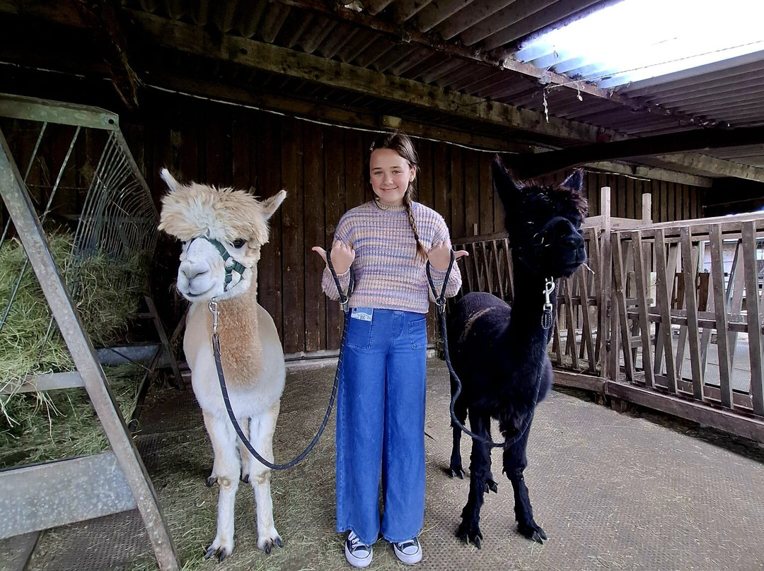 White Peak Alpaca Farm-Mobberley必去景点