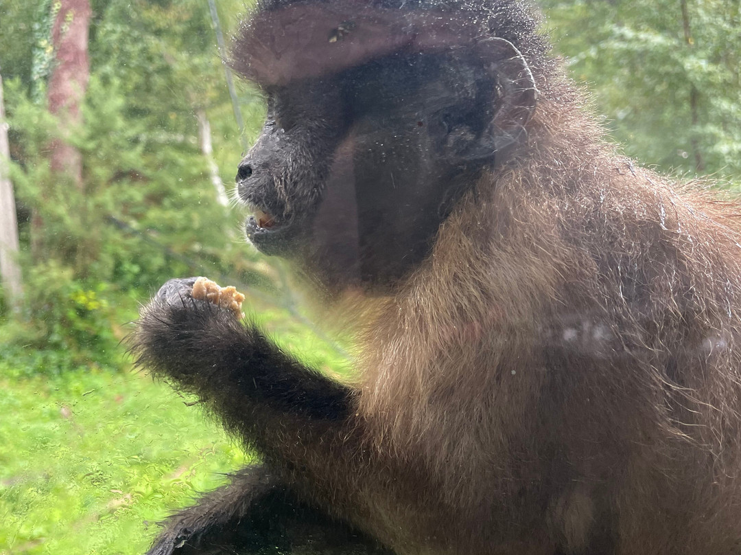 Monkey World-韦勒姆必去景点