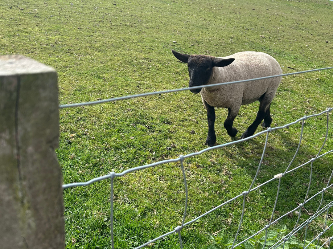 Dalscone Farm Fun-邓弗里斯必去景点