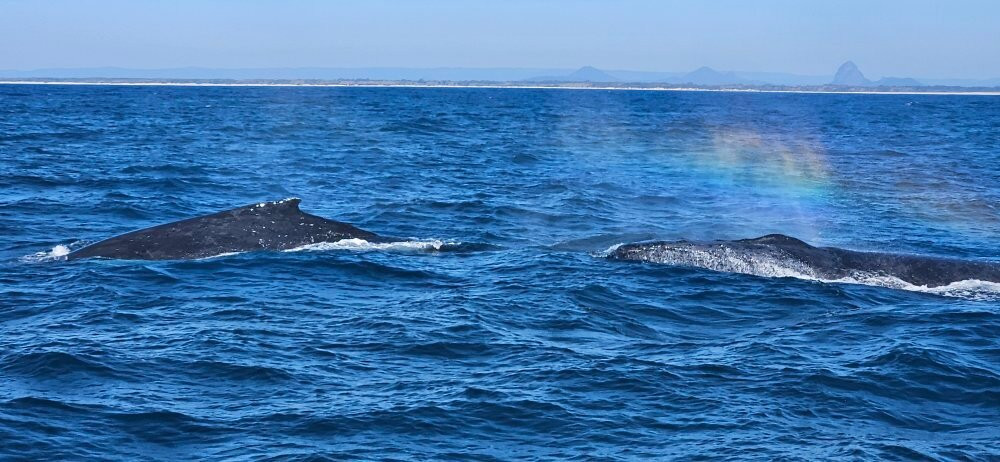 Whales Sunshine Coast-Buddina必去景点