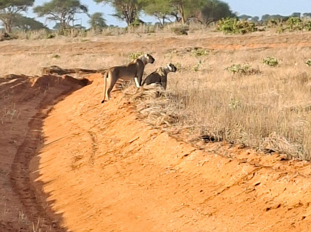 Watamu Diego Safari Day Tours-瓦塔木必去景点