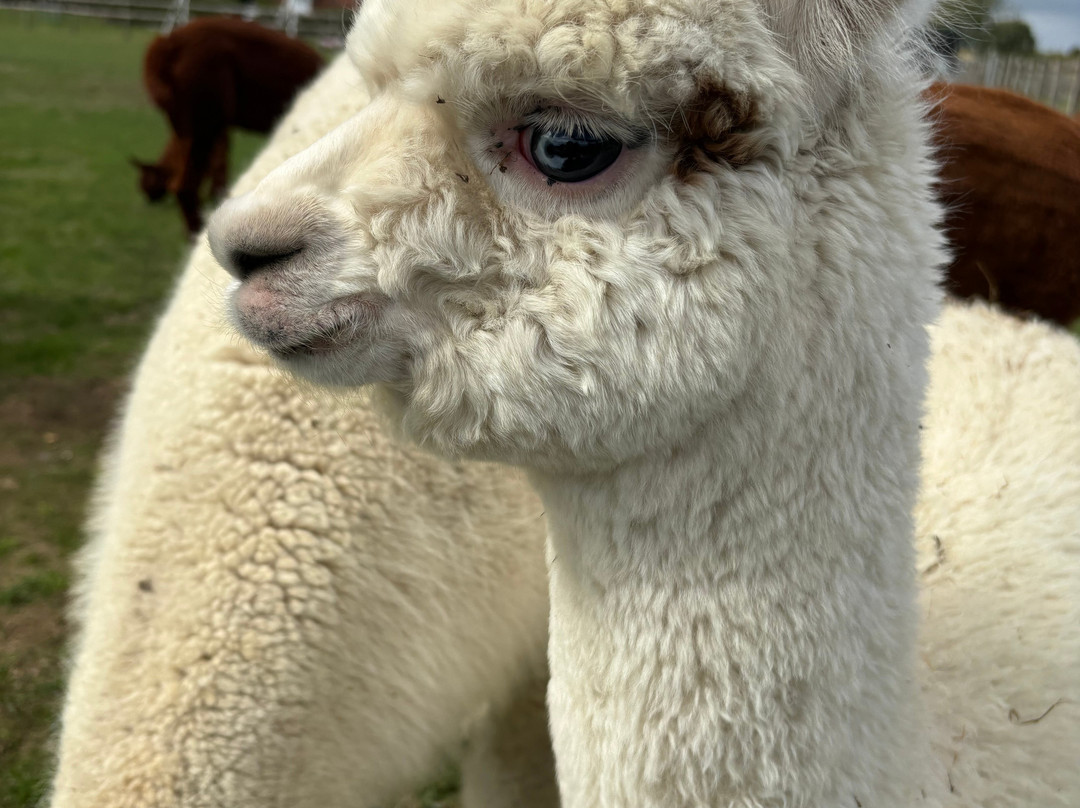 Cotswold Vale Alpacas-伊夫舍姆必去景点