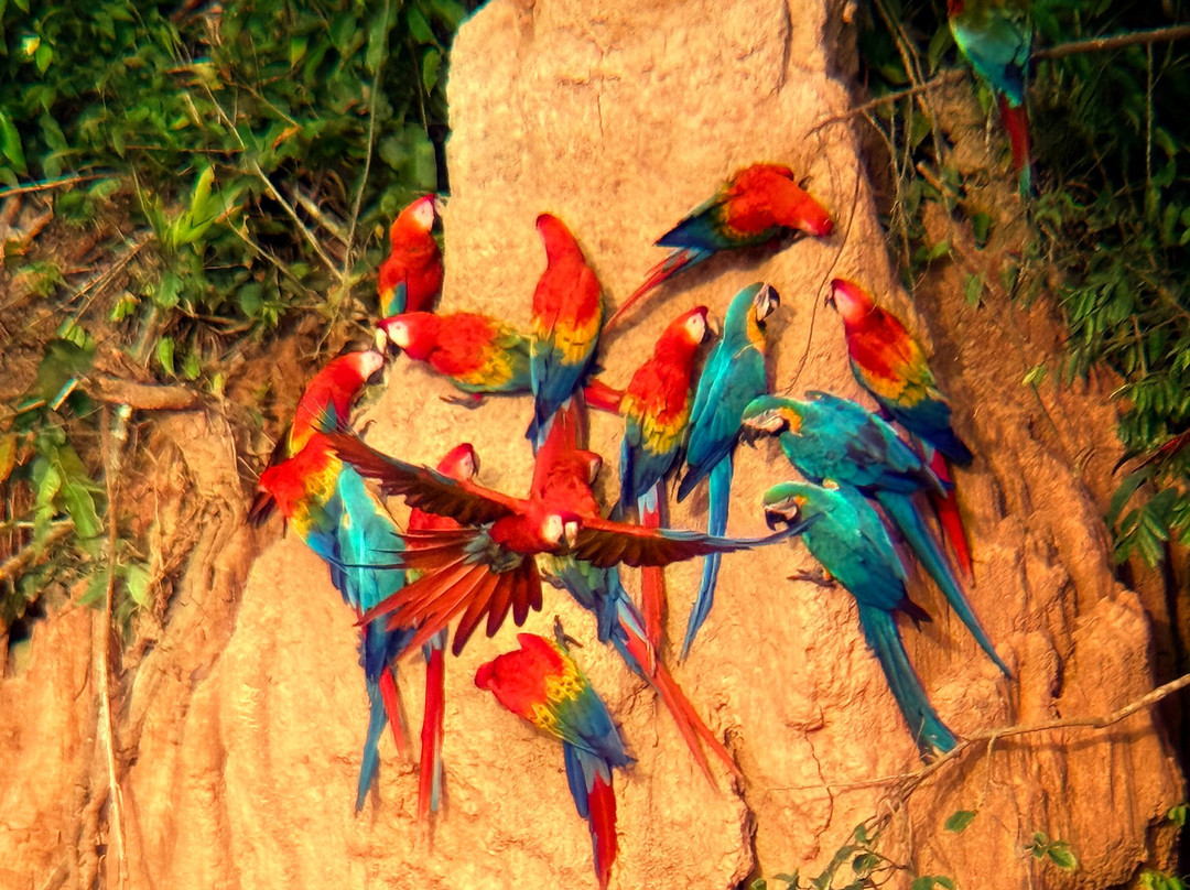 Chuncho Macaw Clay Lick-Tambopata National Reserve必去景点