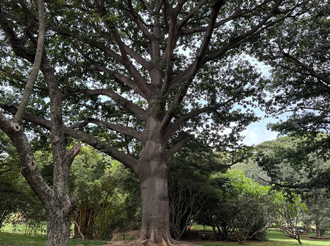 Lalbagh Botanical Garden-班加罗尔必去景点