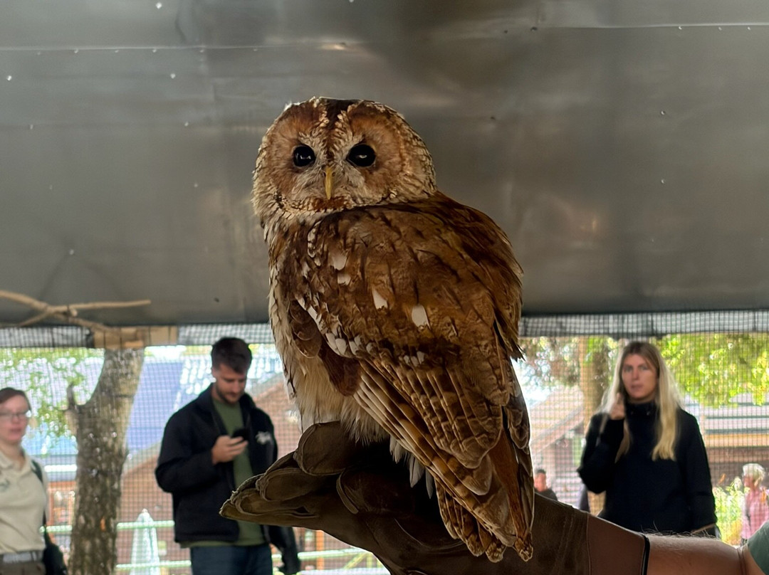 Hawk Conservancy Trust Bird of Prey Centre-Andover必去景点